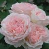 Rosier Renaissance – Image 2
