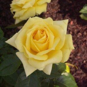 Rose d'Or de Montreux