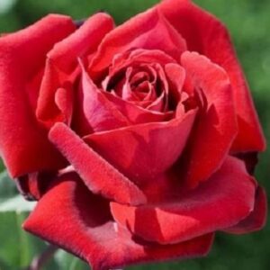 Rosier Rouge Meilland