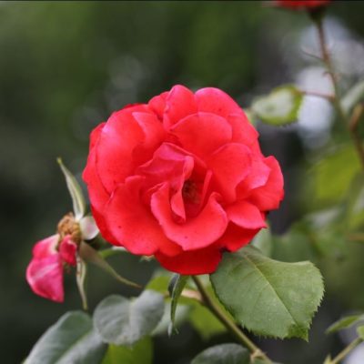 Rosier Rusticana Cl.