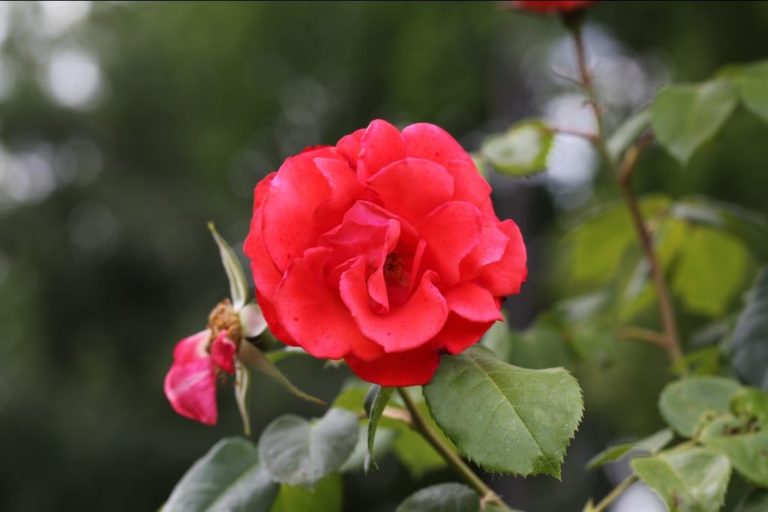 Rosier Rusticana Cl.
