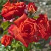 Rosier Rusticana Cl. – Image 2