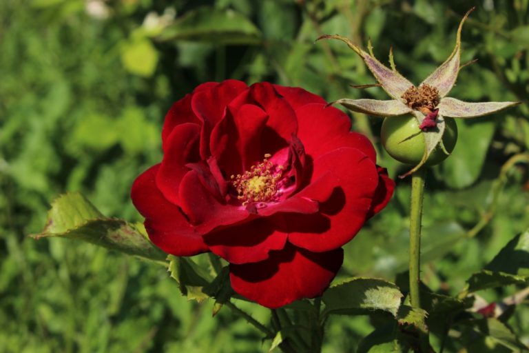 Rosier Schweizer Gruss – Image 2