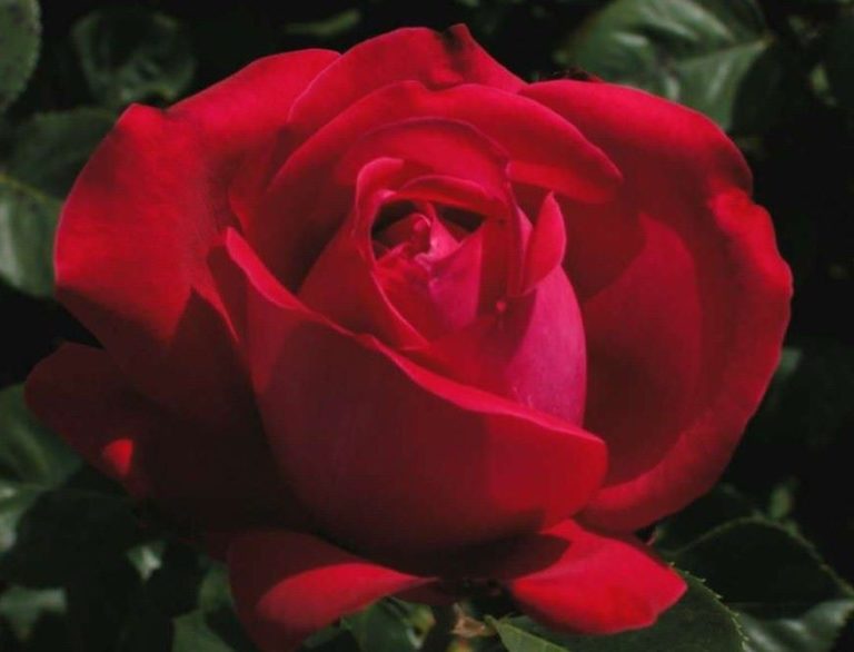 Rosier Senator Burda – Image 3