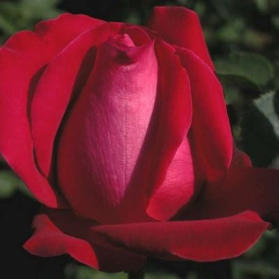 Rosier Senator Burda