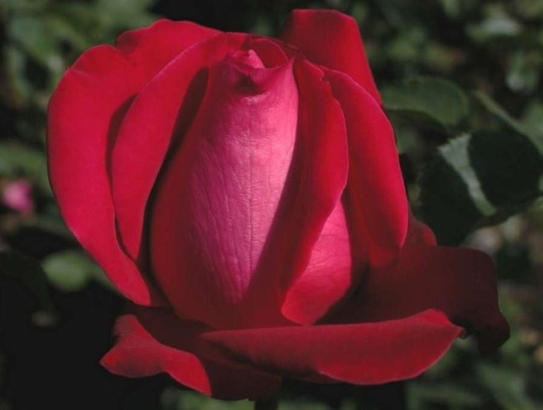 Rosier Senator Burda
