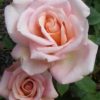 Rosier Sonia Meilland – Image 2