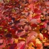 Spirée à feuilles de bouleau 'Tor' - Spiraea- Bio Le Bourgeon – Image 2