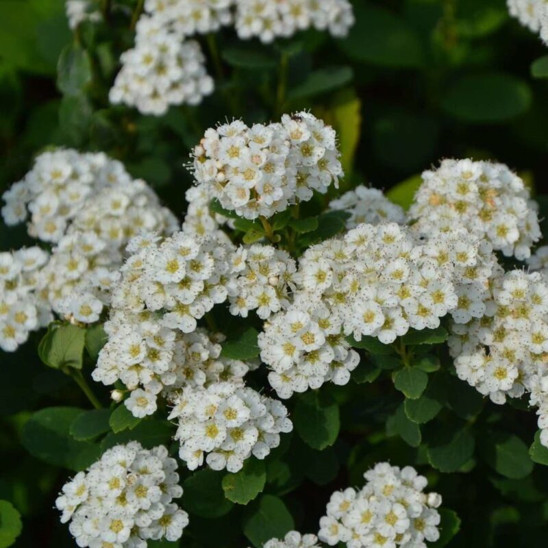 Spirée à feuilles de bouleau 'Tor' - Spiraea- Bio Le Bourgeon