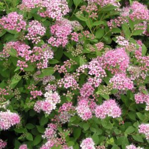 Spirée japonaise 'Little Princess' - Spiraea