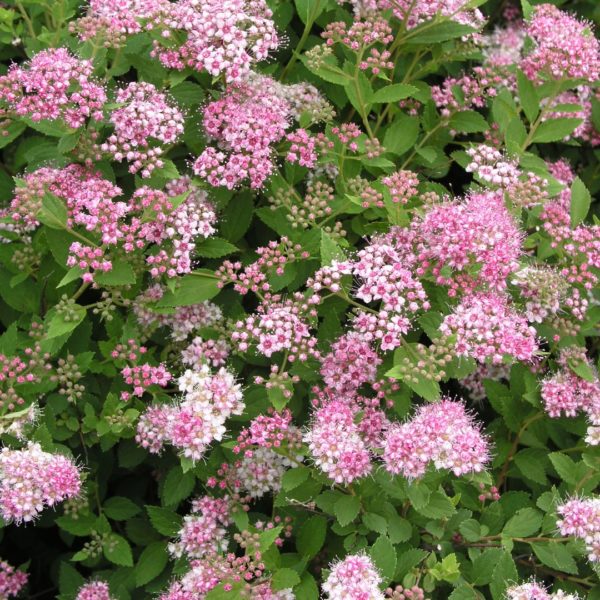 Spirée japonaise 'Little Princess' - Spiraea