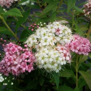 Spirée japonaise 'Shirobana' - Spiraea