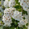 Spirée de Van Houtte - Spiraea- Bio Le Bourgeon – Image 2
