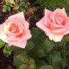 Rosier Summer Lady – Image 2