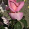 Rosier Summer Lady