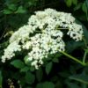 Sureau noir - Sambucus- Bio Le Bourgeon – Image 2