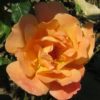 Rosier Susan Ann – Image 2