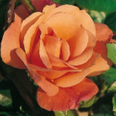 Rosier Susan Ann