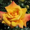 Rosier Sutter's Gold – Image 2