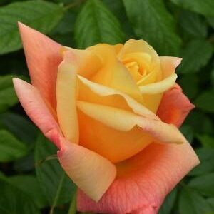 Rosier Sutter's Gold