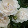 Rosier Swany