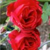 Rosier Sympathie – Image 2