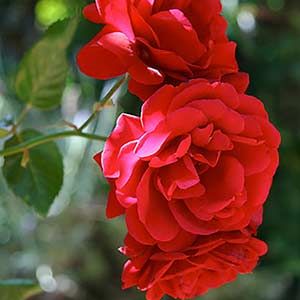 Rosier Sympathie