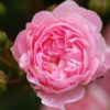Rosier The Fairy – Image 2