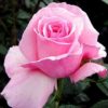 Rosier Tino Rossi – Image 2