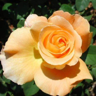 Rosier Whisky