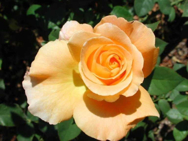 Rosier Whisky