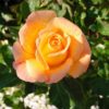 Rosier Whisky – Image 2