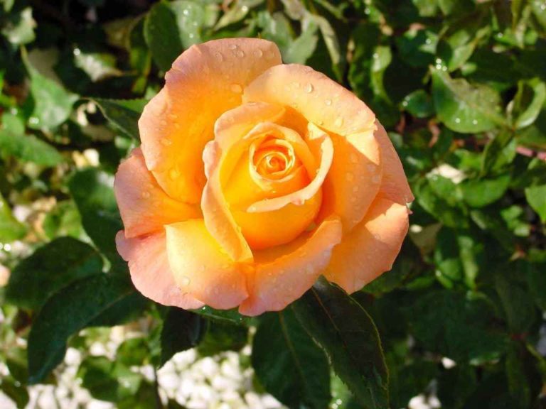 Rosier Whisky – Image 2