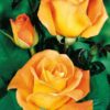Rosier Whisky – Image 3
