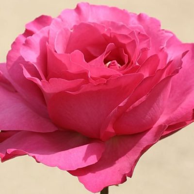 Rosier Yves Piaget