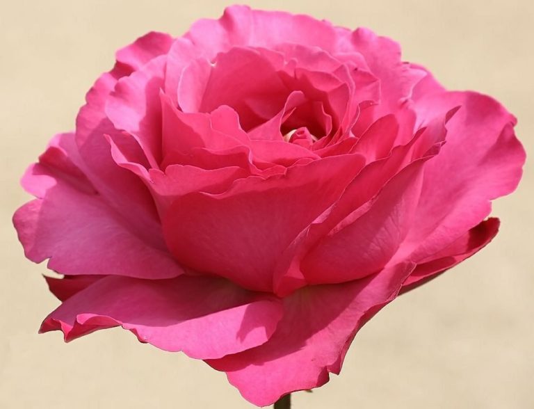 Rosier Yves Piaget