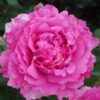 Rosier Yves Piaget – Image 2