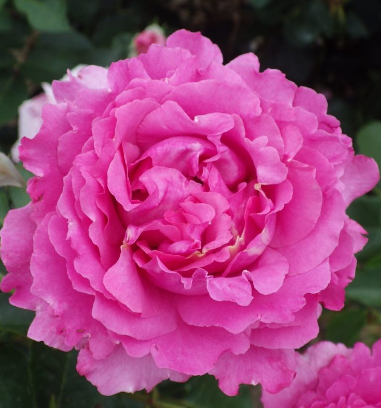 Rosier Yves Piaget – Image 2