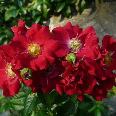Rosier Chimo