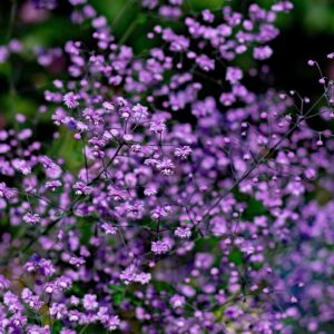 Pigamon "Black Stockings" - Thalictrum BIO