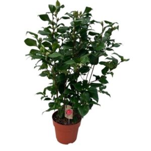 Camélia japonica floraison rose