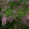 Tamaris de printemps - Tamarix – Image 2