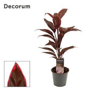 Cordyline feuillage rouge