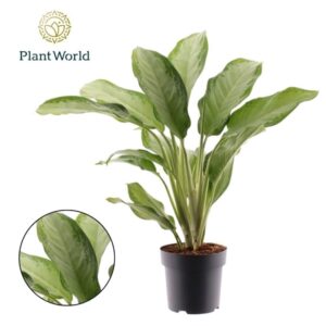 Aglaonéma Cleopatra