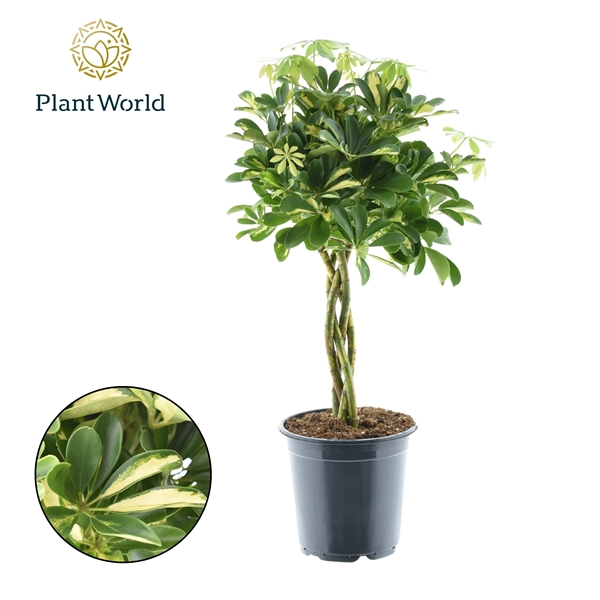 Schefflera panaché jaune – Image 2