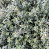 Thym citron