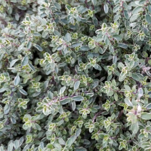 Thym citron