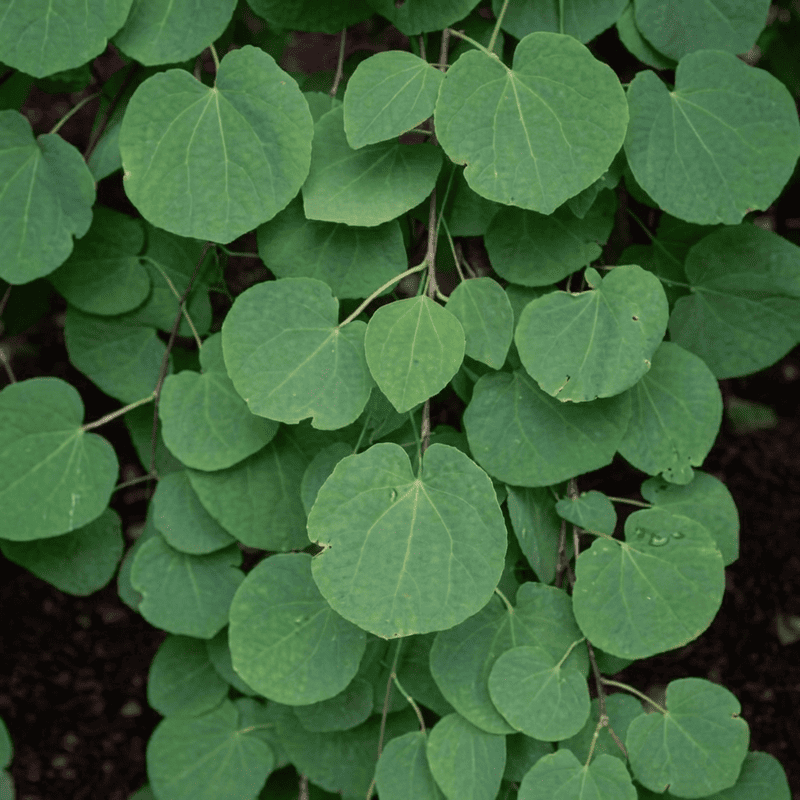 Arbre au caramel - Cercidiphyllum