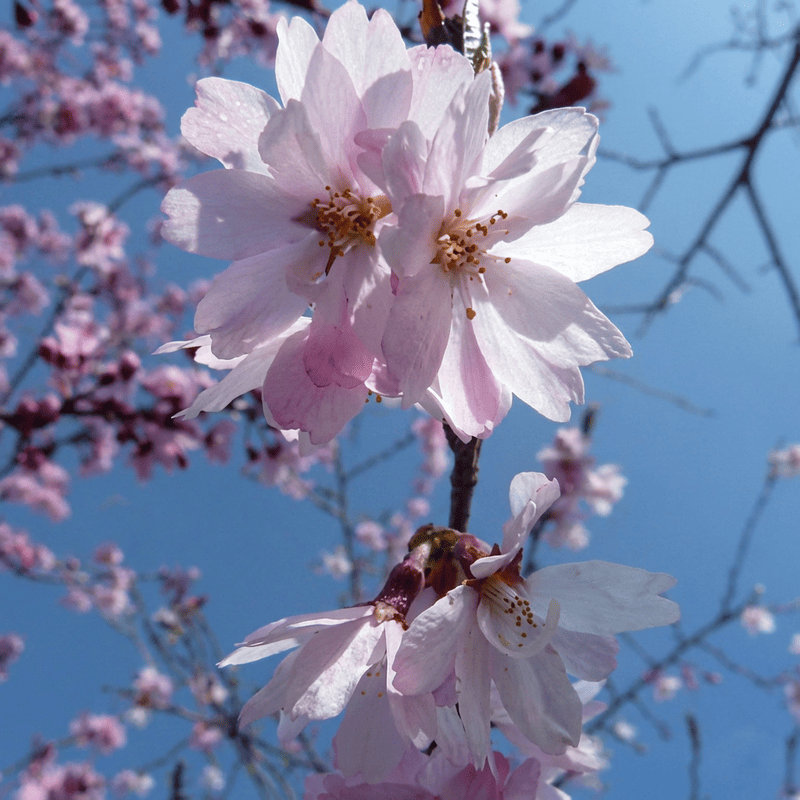 Cerisier du Japon 'Autumnalis Rosea' - Prunus