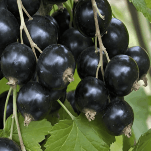 Groseiller 'Josta' - Ribes
